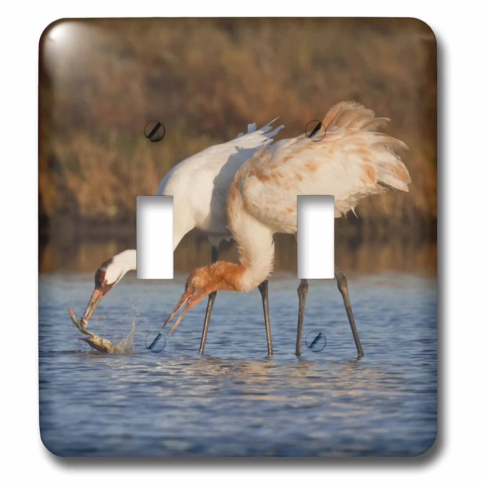 Leak-Proof 3dRose Whooping Crane bird, Aransas Refuge, Texas, USA - US44 LDI0624 - Larry Ditto, Double Toggle Switch